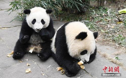 中华熊猫,国宝传奇与生态守护之旅