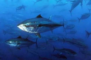 超级鱼类:蓝鳍金枪鱼